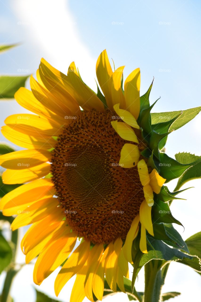 Sunflower 