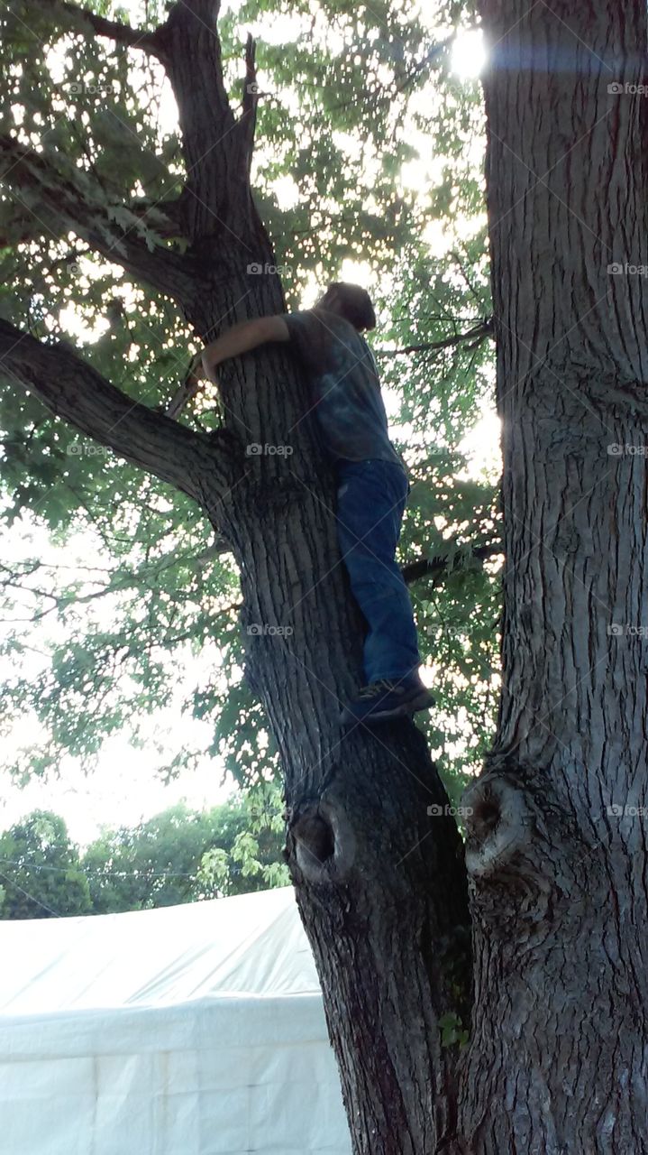 tree climber
