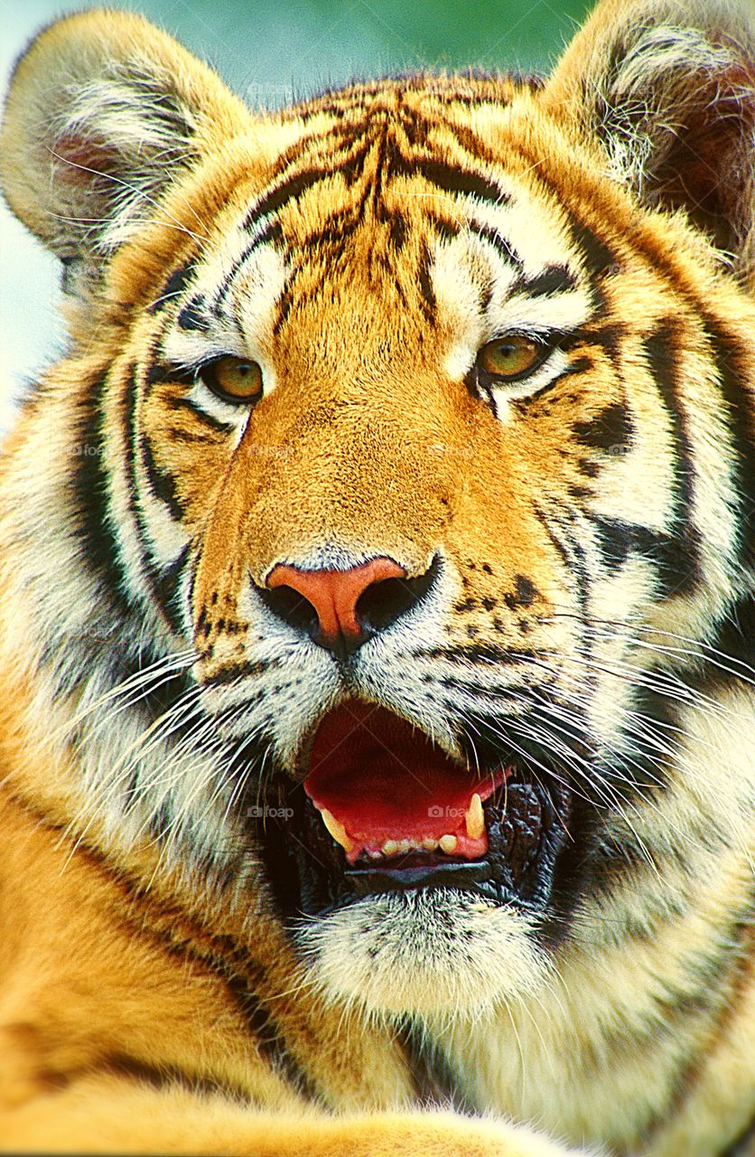 Close up facial portrait of a Bengal Tiger. 