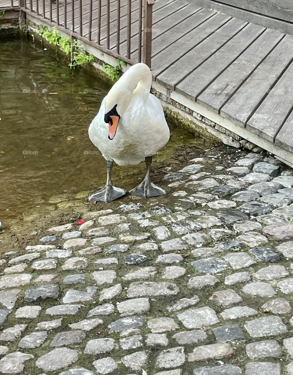 A beautiful mute swan stands gracefully at the water's edge of La Lauche in Colmar, France, its feathers glistening after a serene swim. The calm waters reflect its elegant posture amidst the picturesque surroundings.
