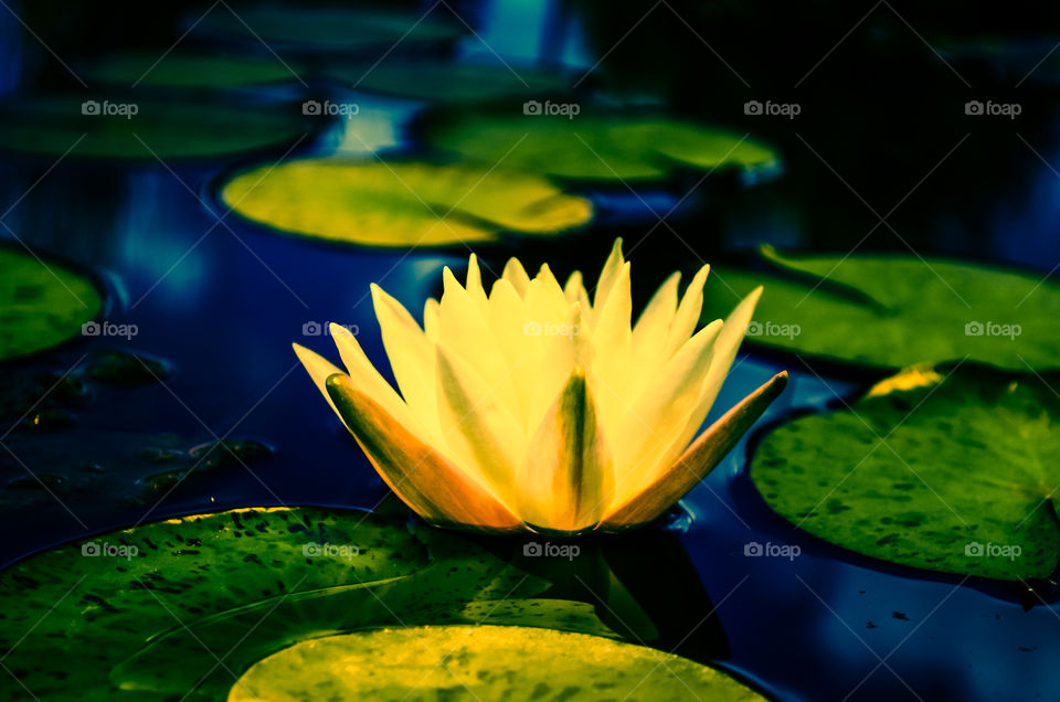 Water  lily