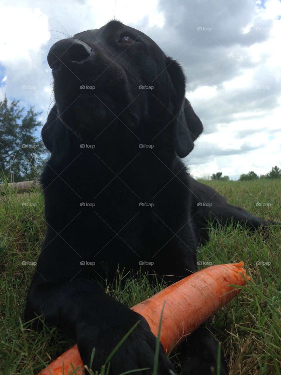 My carrot. Enjoying her carrot in the grass