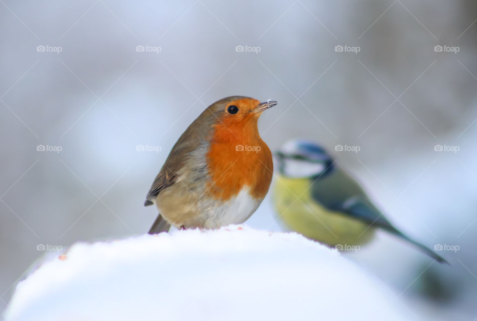 Robin in snow and bluetit behind