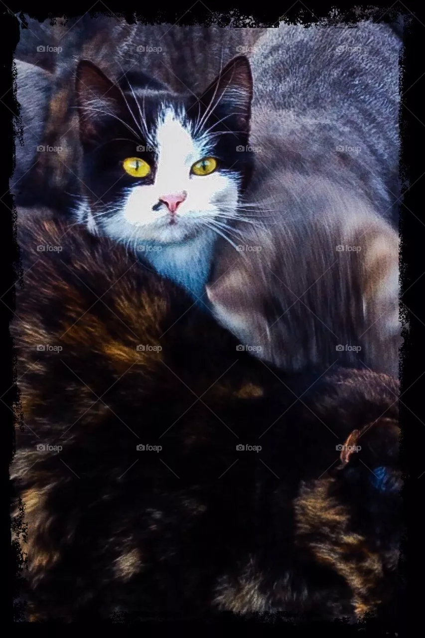 cat