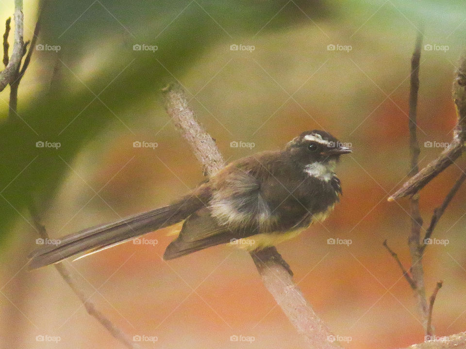 fantail flycatcher