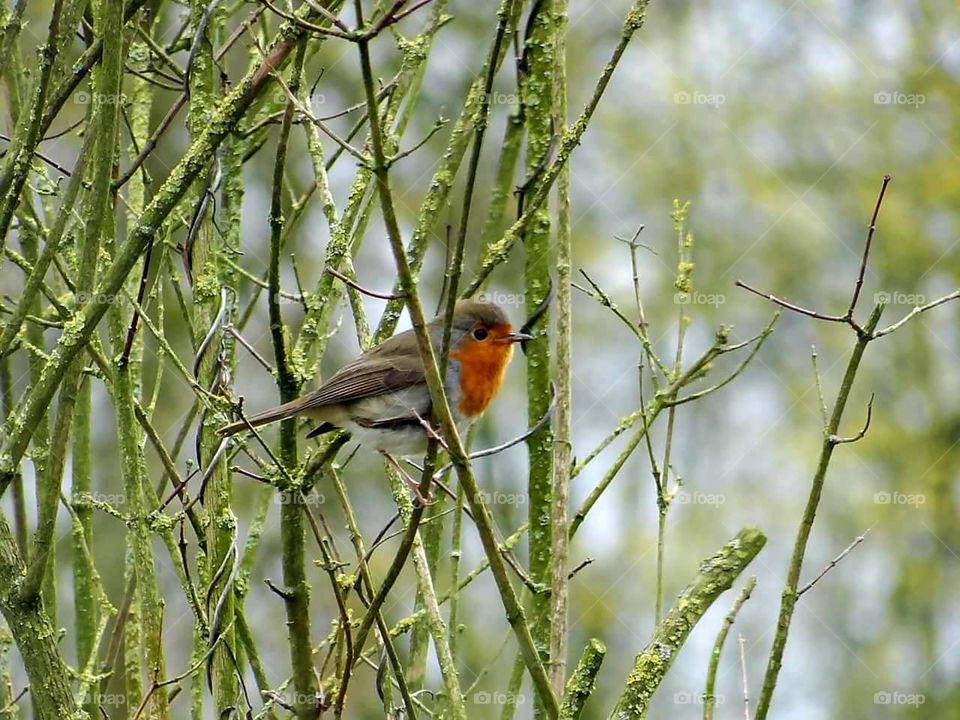 robin birdy