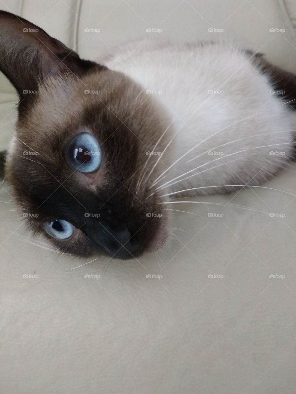 cat olho azul