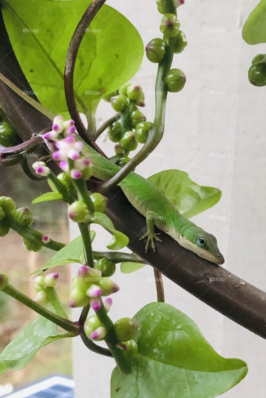 Can you see the lizard? ❤️