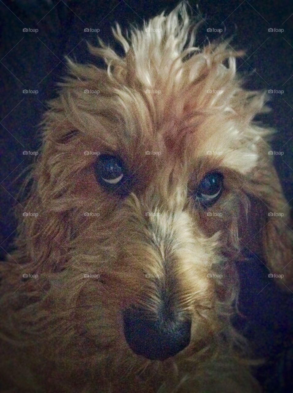 My dog. And yes his name is Goober.