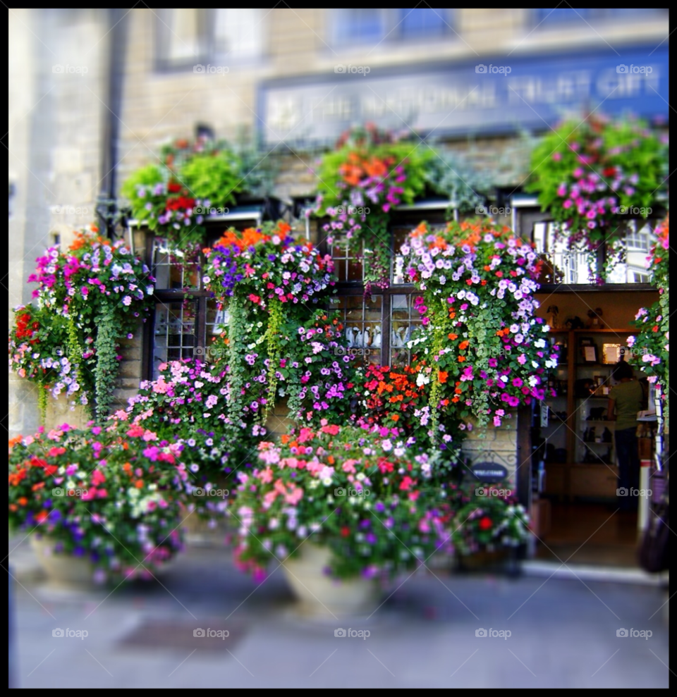 wells somerset green flowers pretty by Les