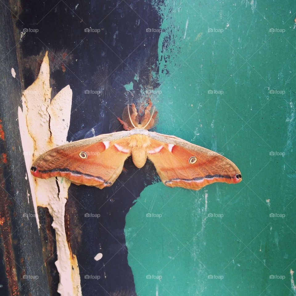Moth