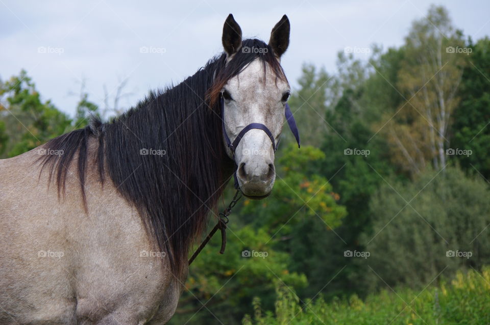 Portrait of a horse