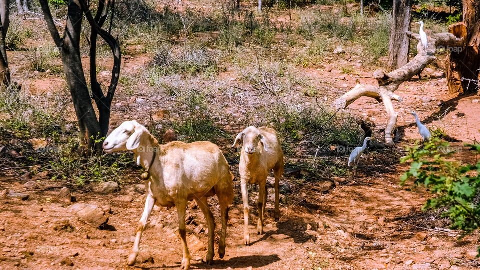 Two goats with white birds