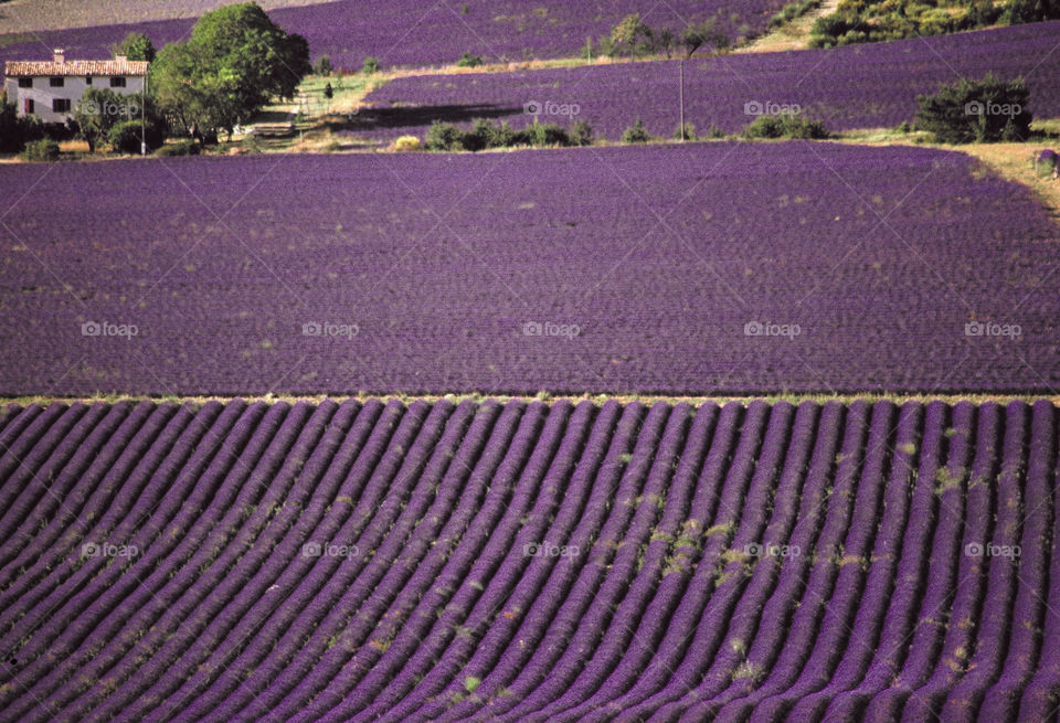 Lavender . Provence 