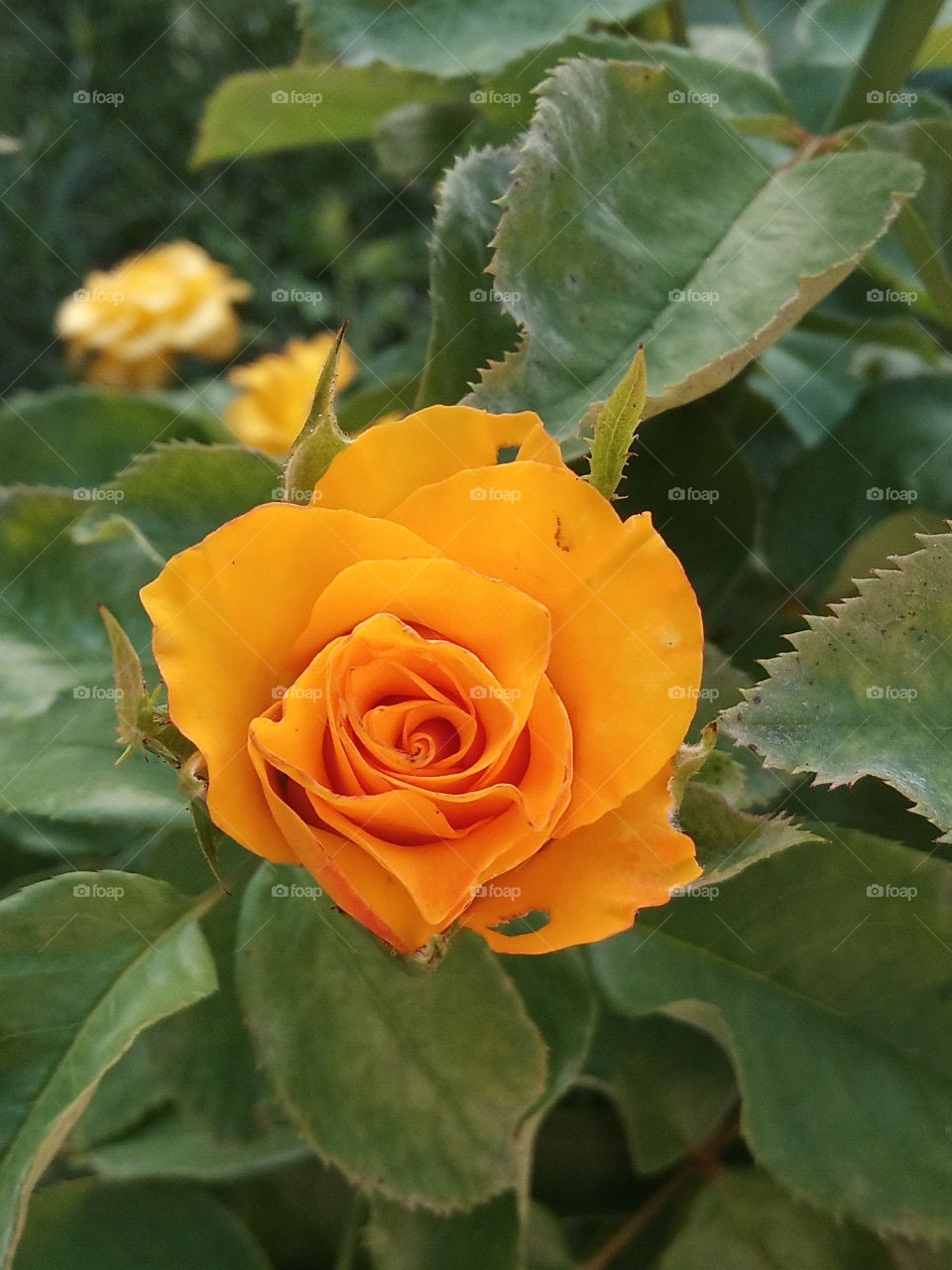 Yellow rose