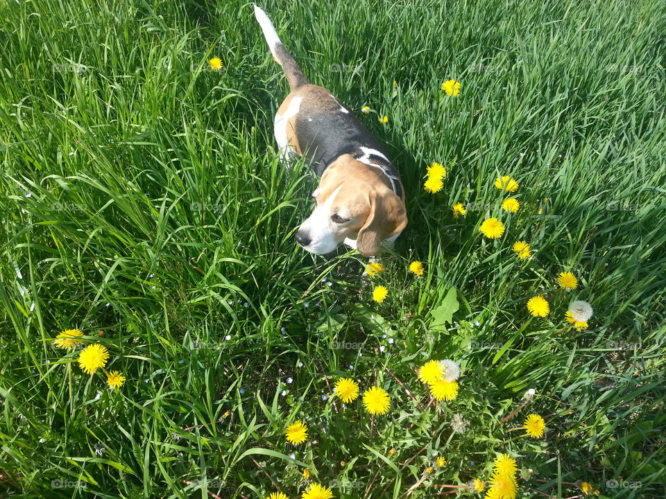 Flower Beagle