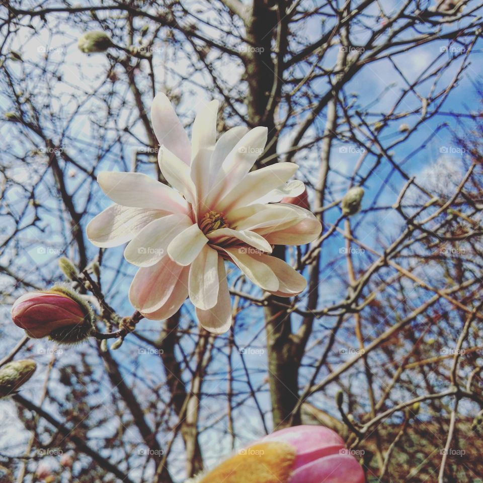 Spring-blooming flower on a tree that I pass on my way into work (Connecticut).