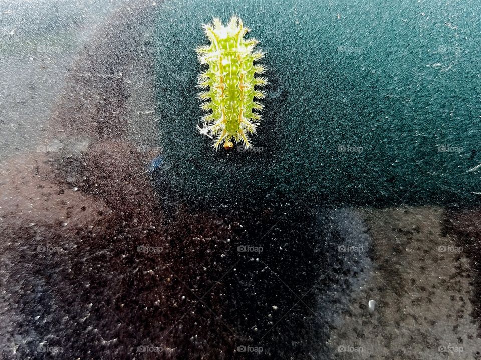 Caterpillar Hitching a Ride