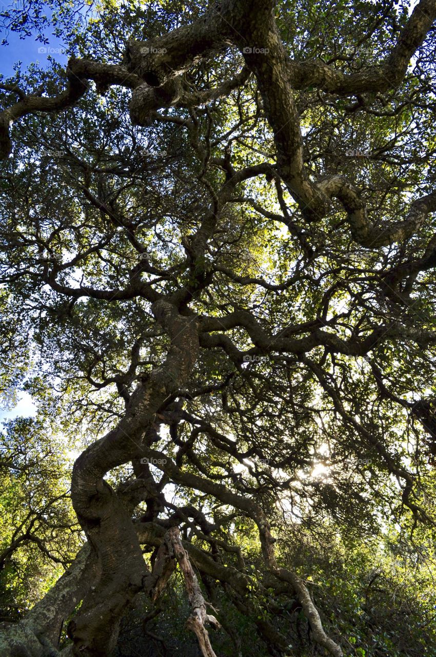 Twists of the trees