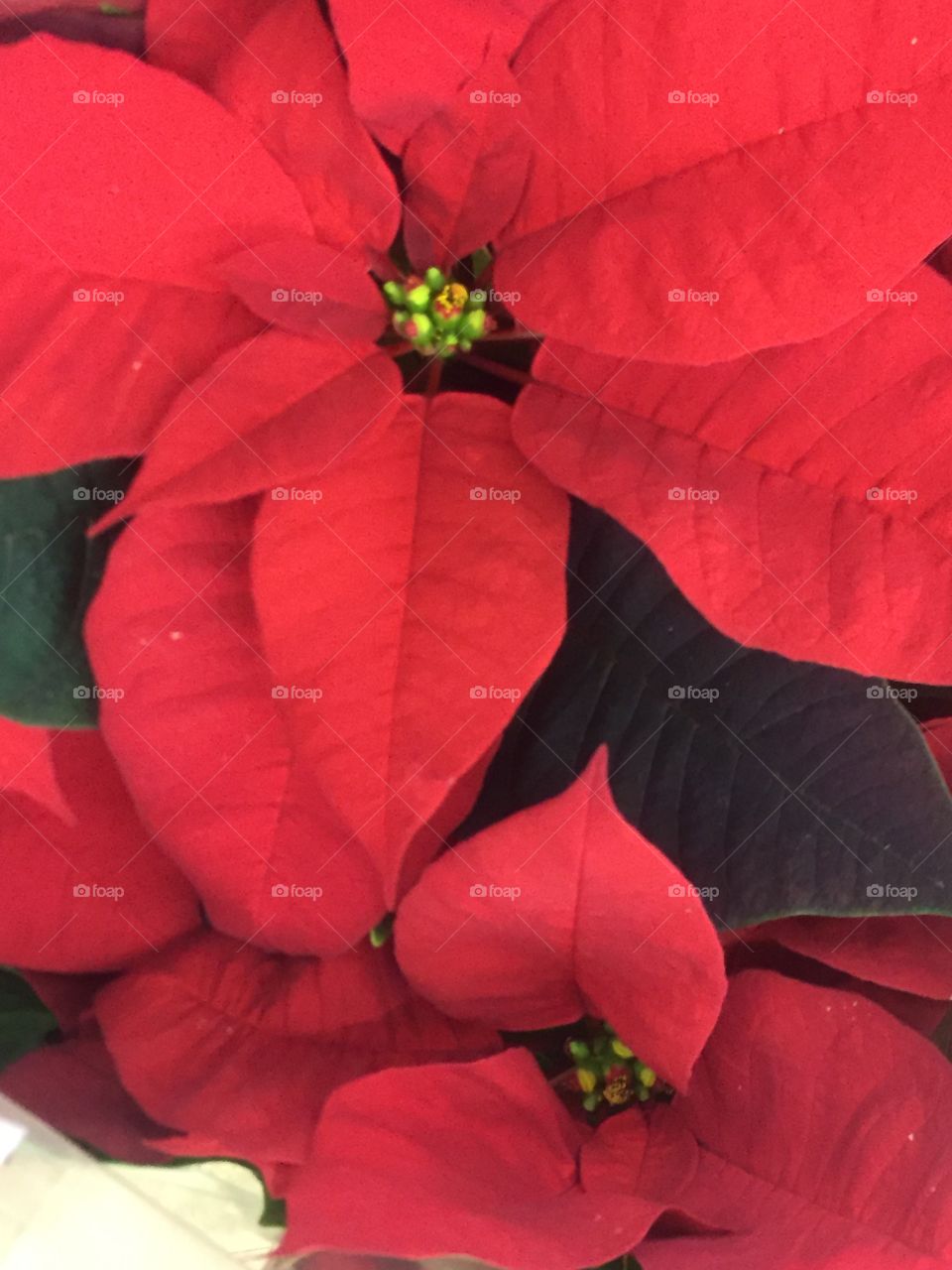 It’s that time of year that the beautiful poinsettia makes his appearance into a large percentage of the homes the Christmas tuition