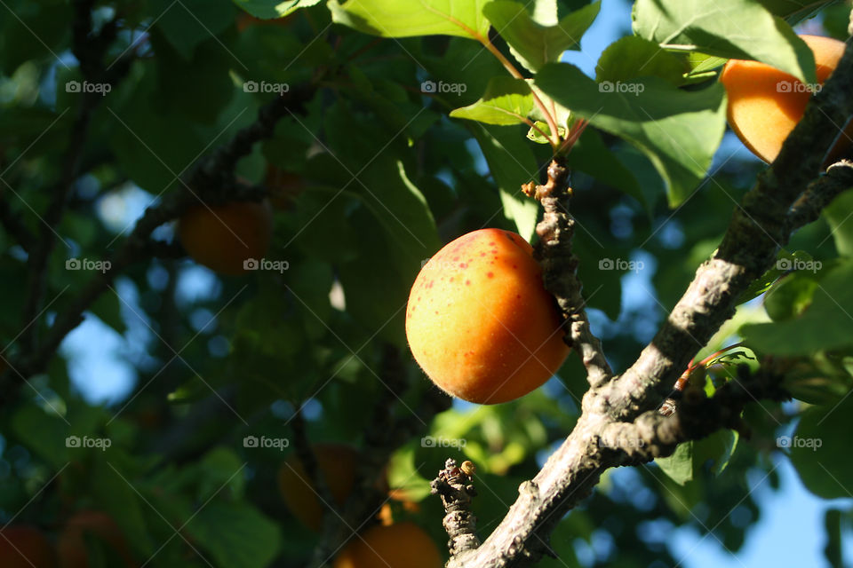 Close-up of apricot tree