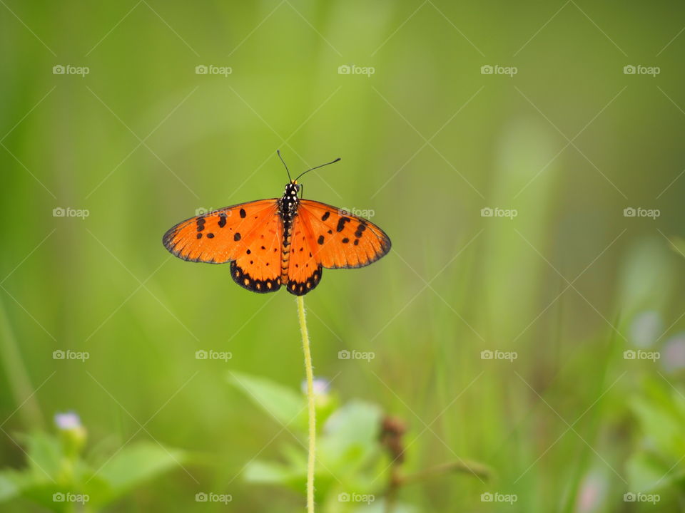 butterfly. in my garden