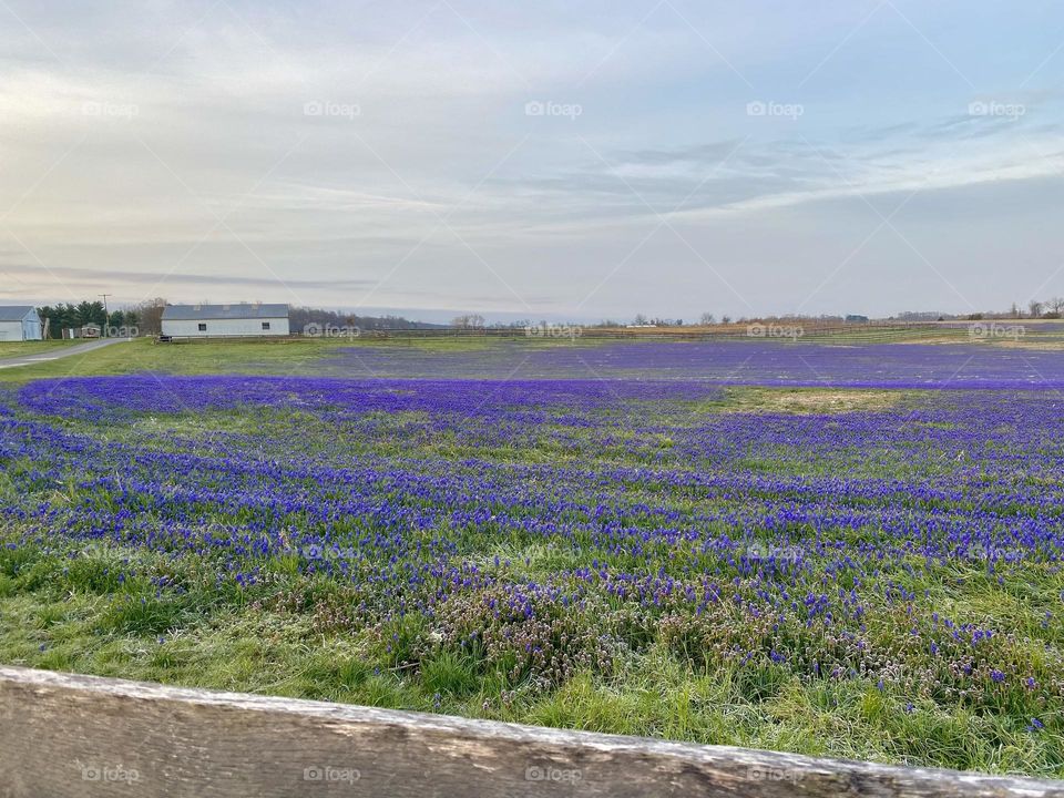 A field of grape hyacinth flowers