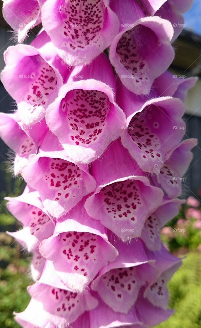 foxglove. foxglove