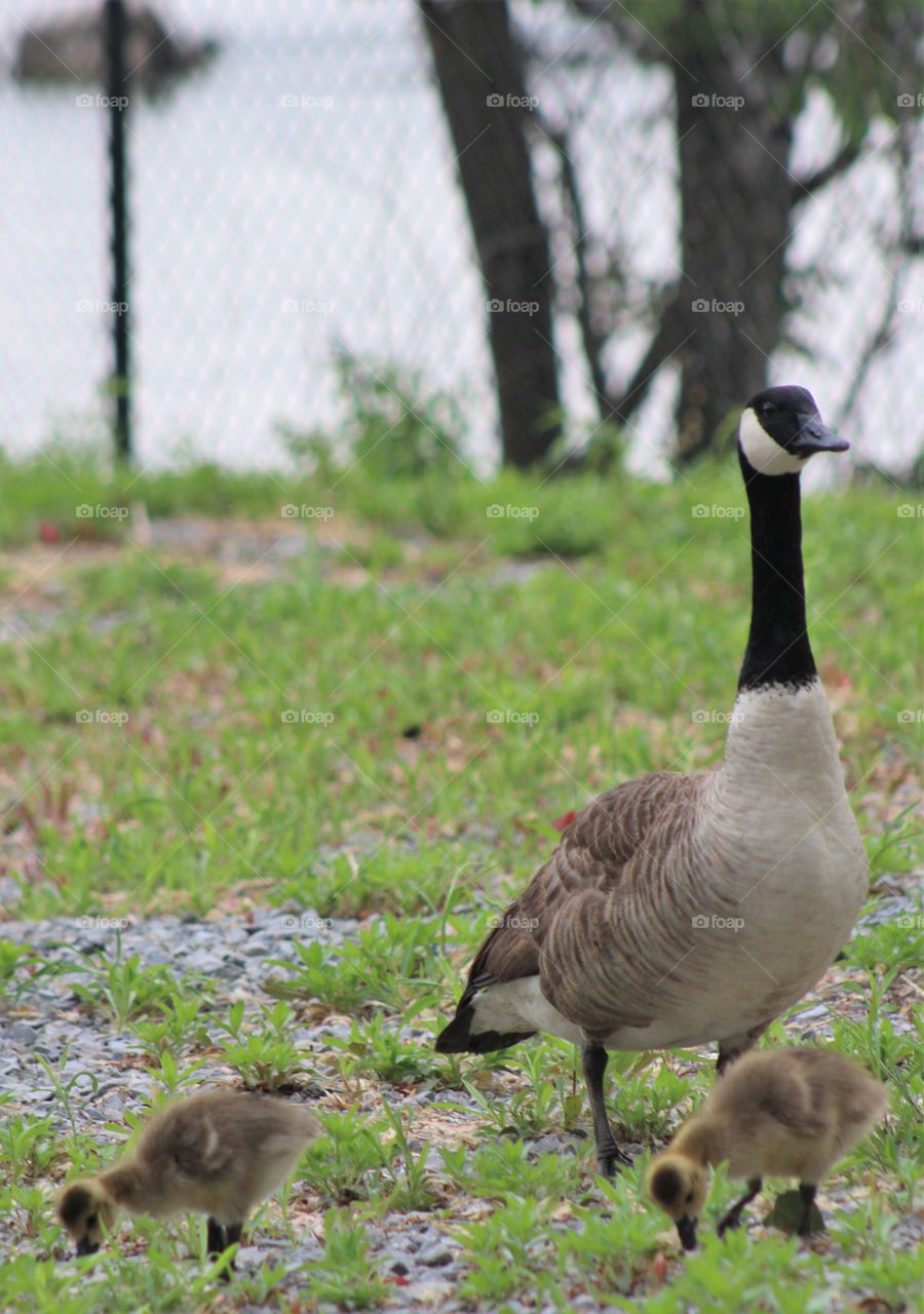 Mama Canada goose overseeing two gosling on May  morning in grassy area along Hudson River