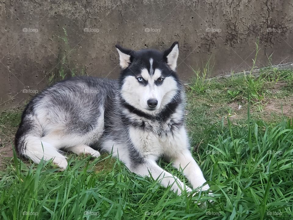 husky