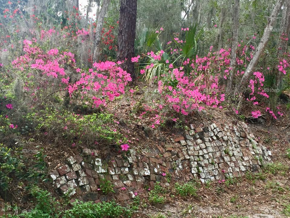 Springtime flowers in bloom with pink azaleas in the park