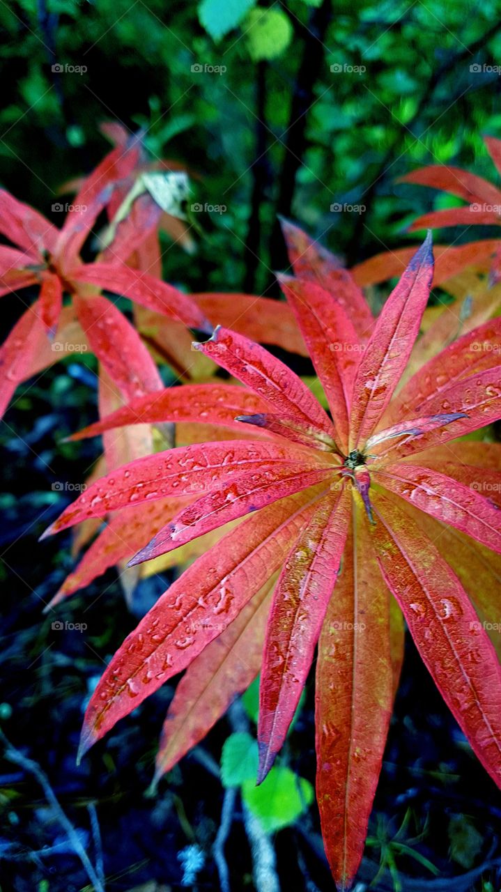 autumn colored leaves