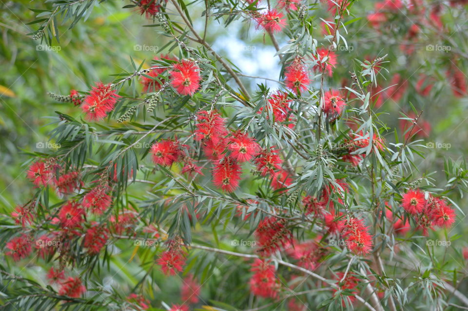 flowers