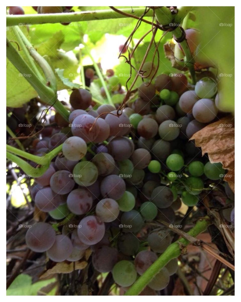 Grape harvest 