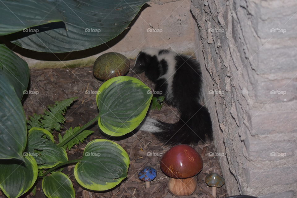 A juvenile skunk needed a nap after venturing out too early in the day and chose this cozy corner in a front entrance. The docile and tired critter thought itself to be well hidden behind the leaves of the hostess and fern. 