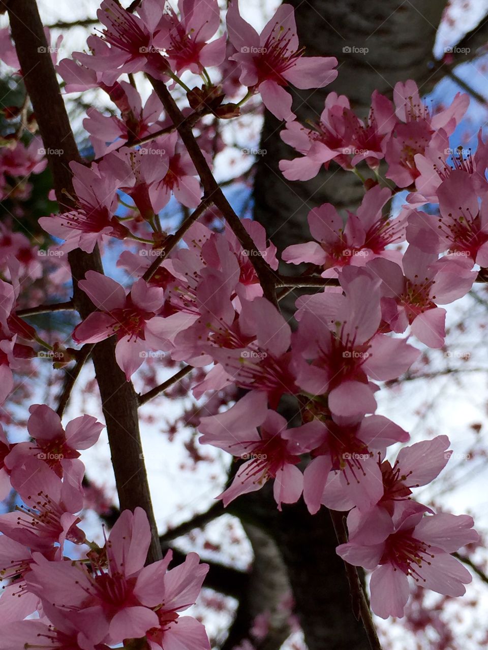 Japanese flowering cherry