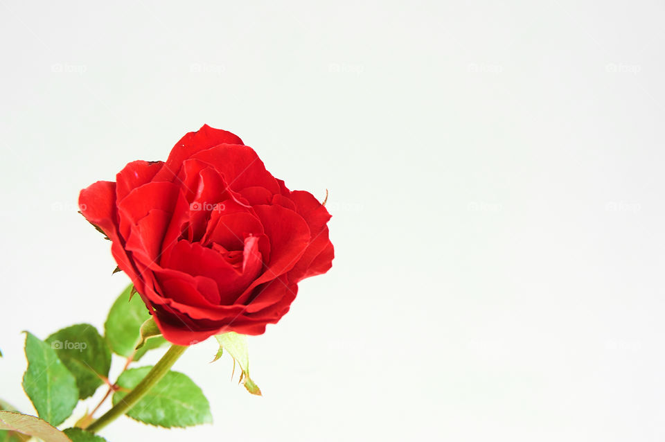 Red rose flower on gray background with copy space 