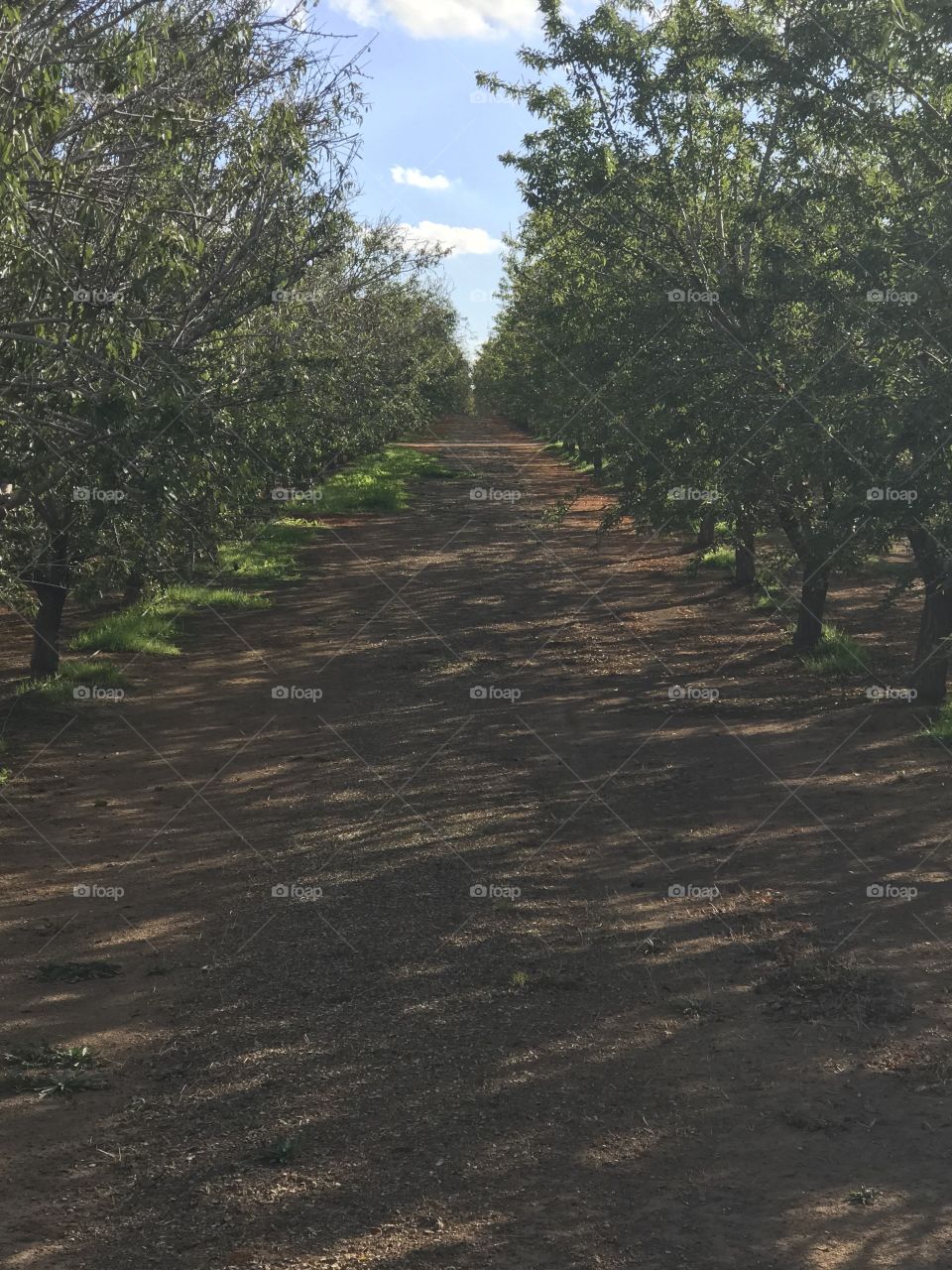 Almond Orchard 