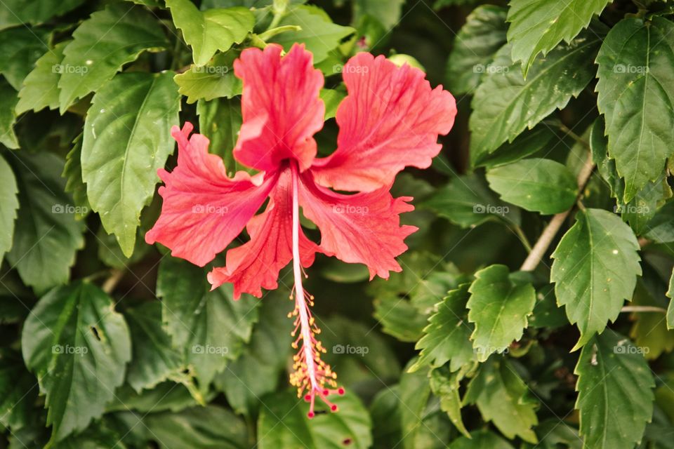 Red Hibiscus 