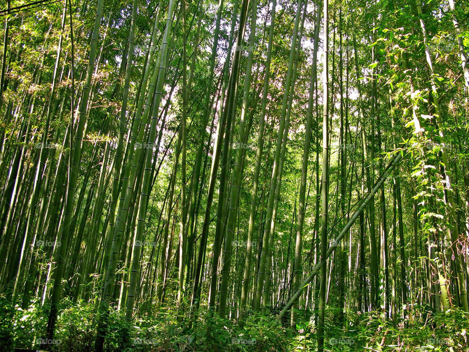 nature outdoors travel forest by javidog