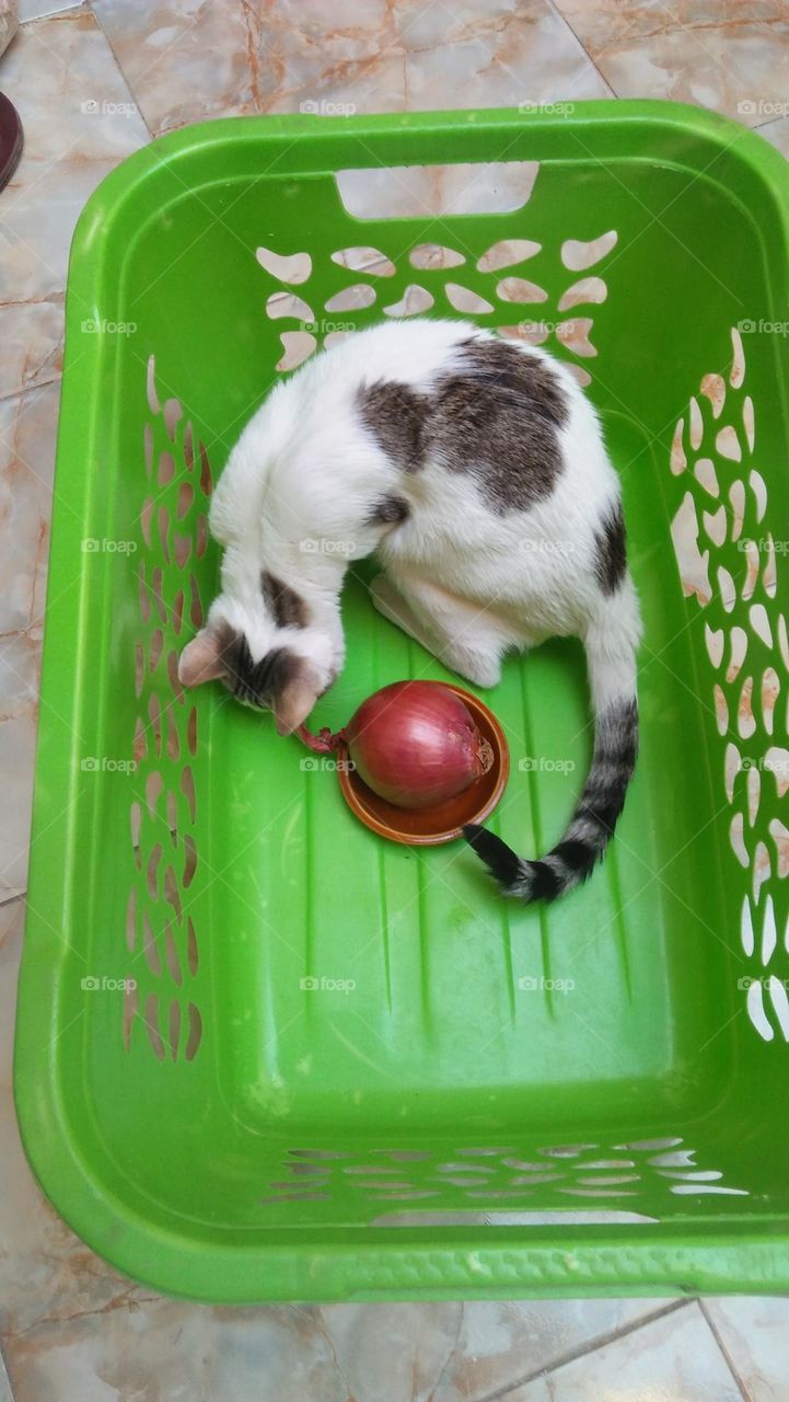 My white cat's in a green basket.