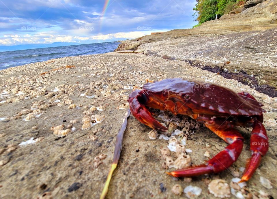 crab on the beach