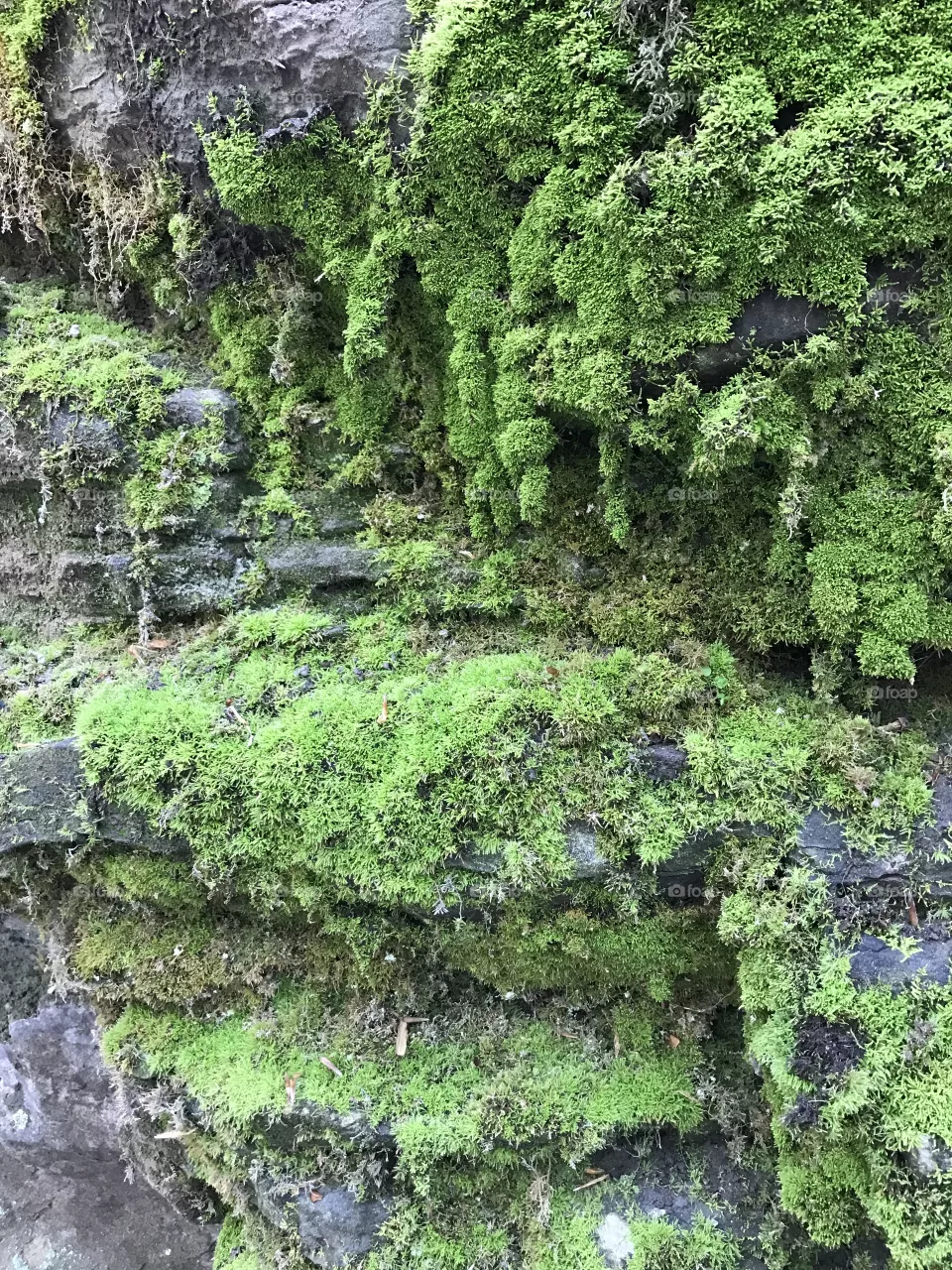 Moss