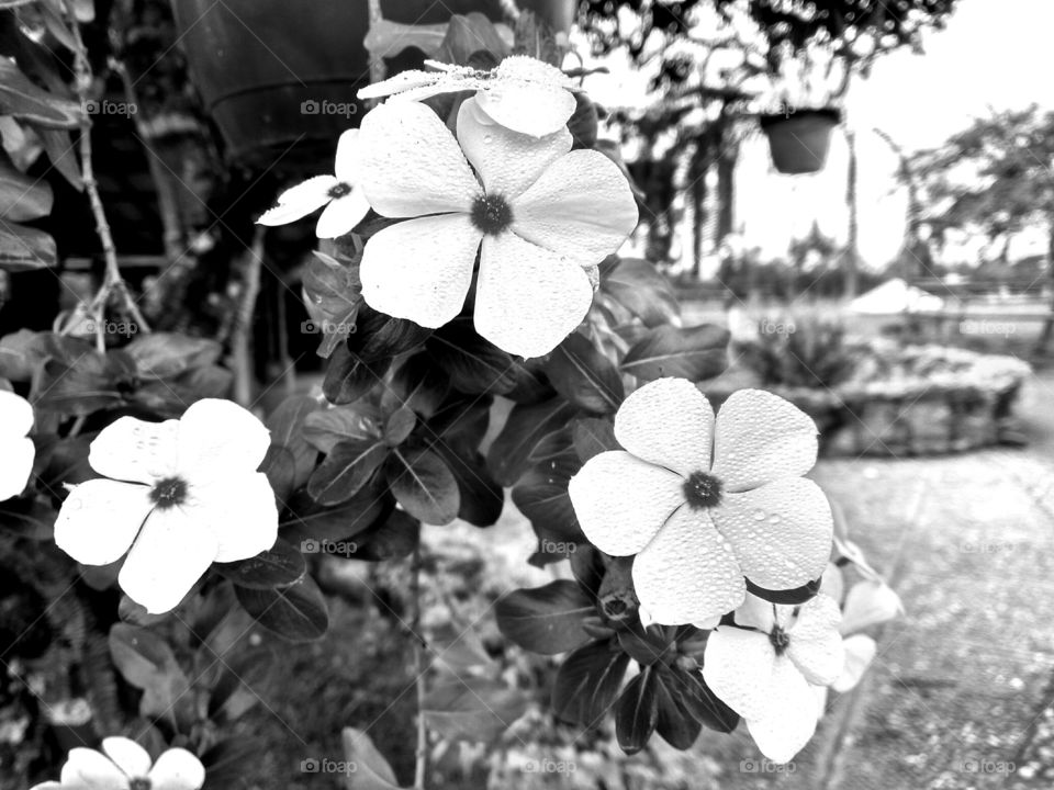 world in black and white, beautiful garden, beautiful flowers