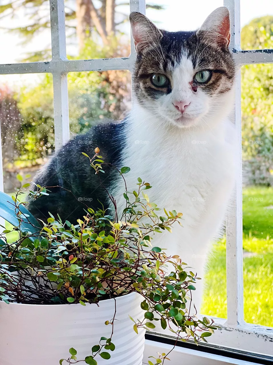 Cat by the window 