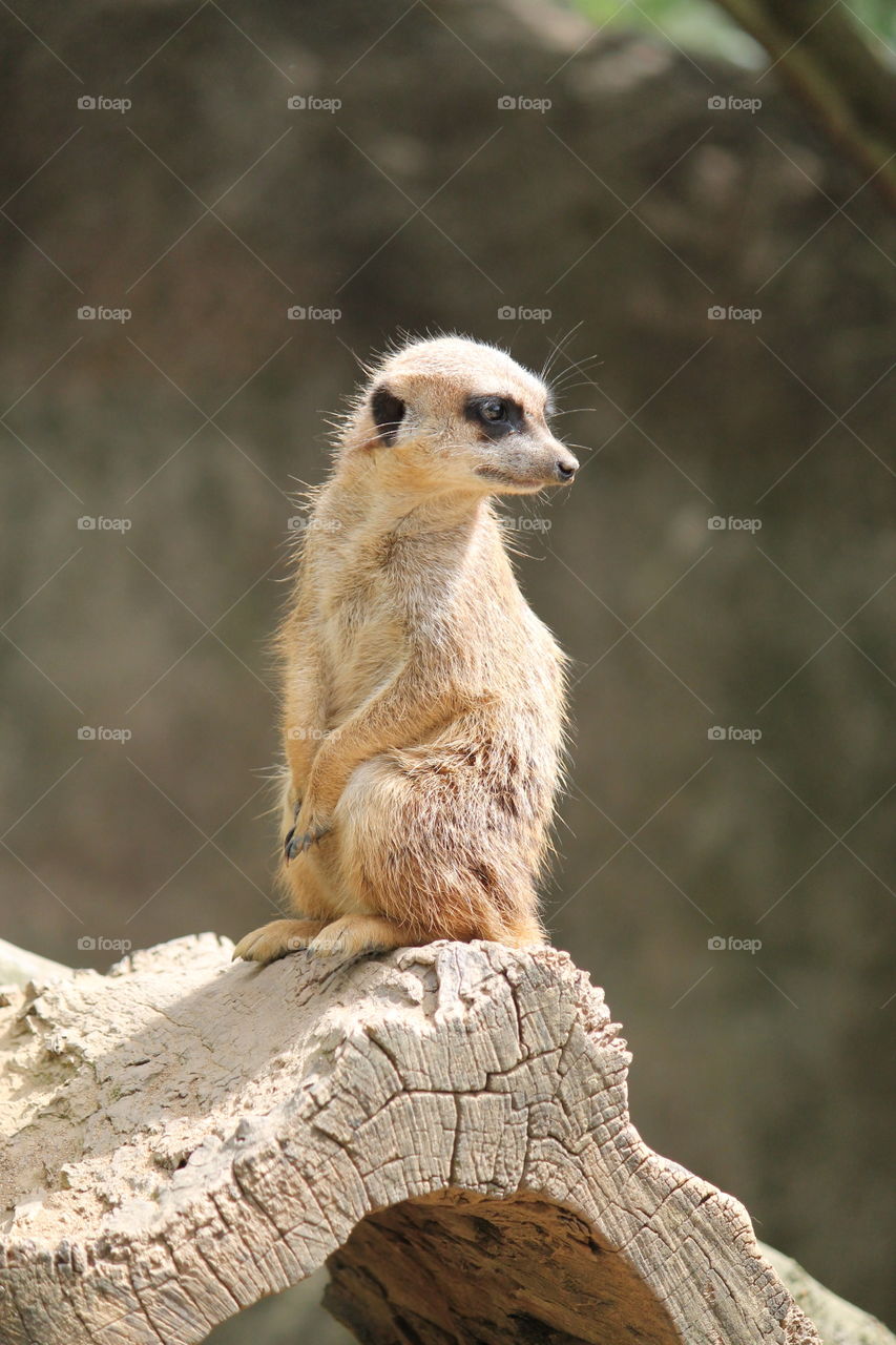 Meerkat