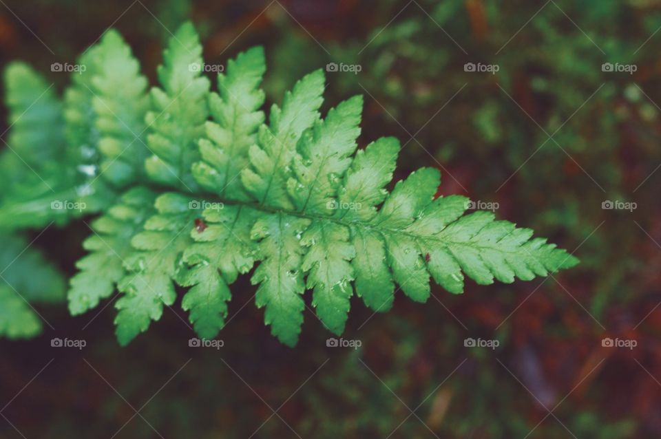 Closeup macro of a small fern in nature