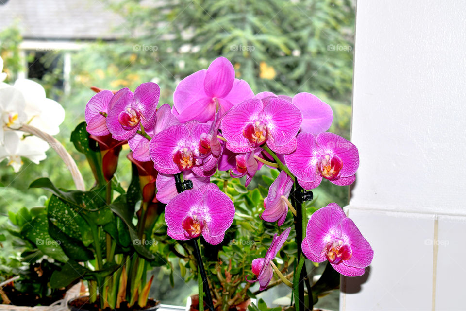 Orchids