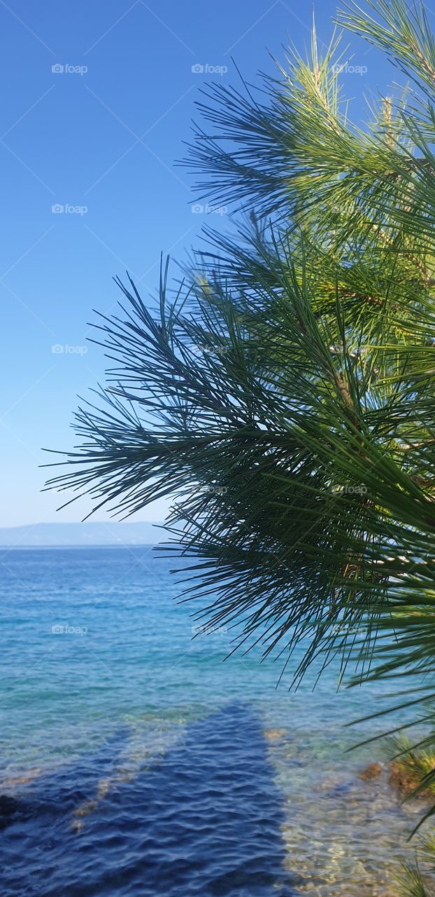 blue sea and green pine tree