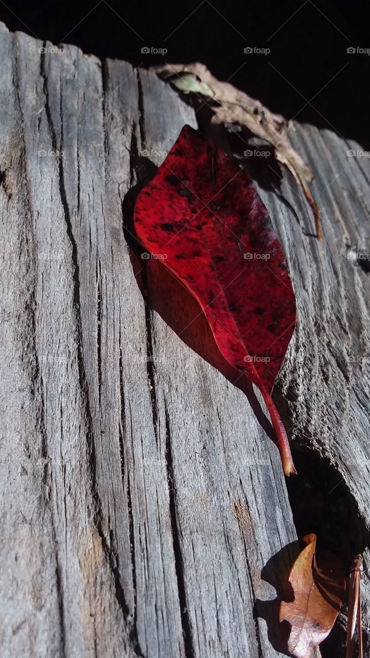 red leaf on grey plank step color vs black and white